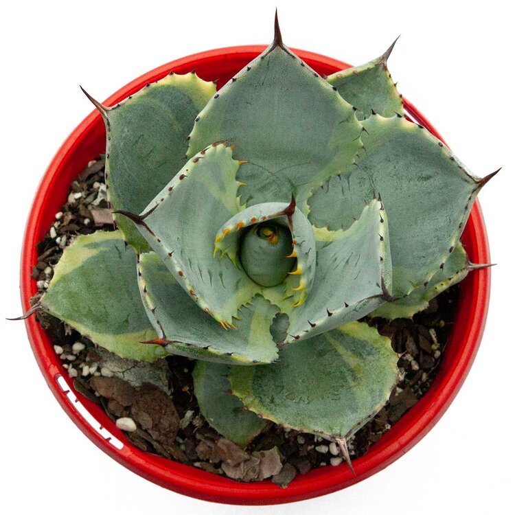Agave Dorado supplied in a 130mm nursery container