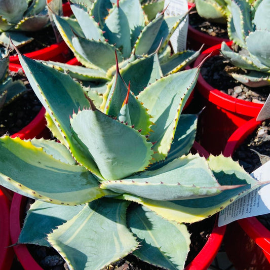 Agave Dorado with golden variegated leaves growing in a nursery pot