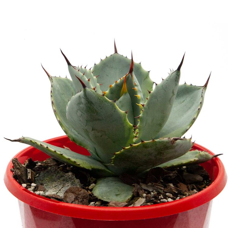 Agave Dorado succulent with bright yellow and green foliage