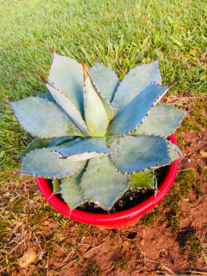 Close-up of Agave Dragon Toes leaves showing red marginal teeth