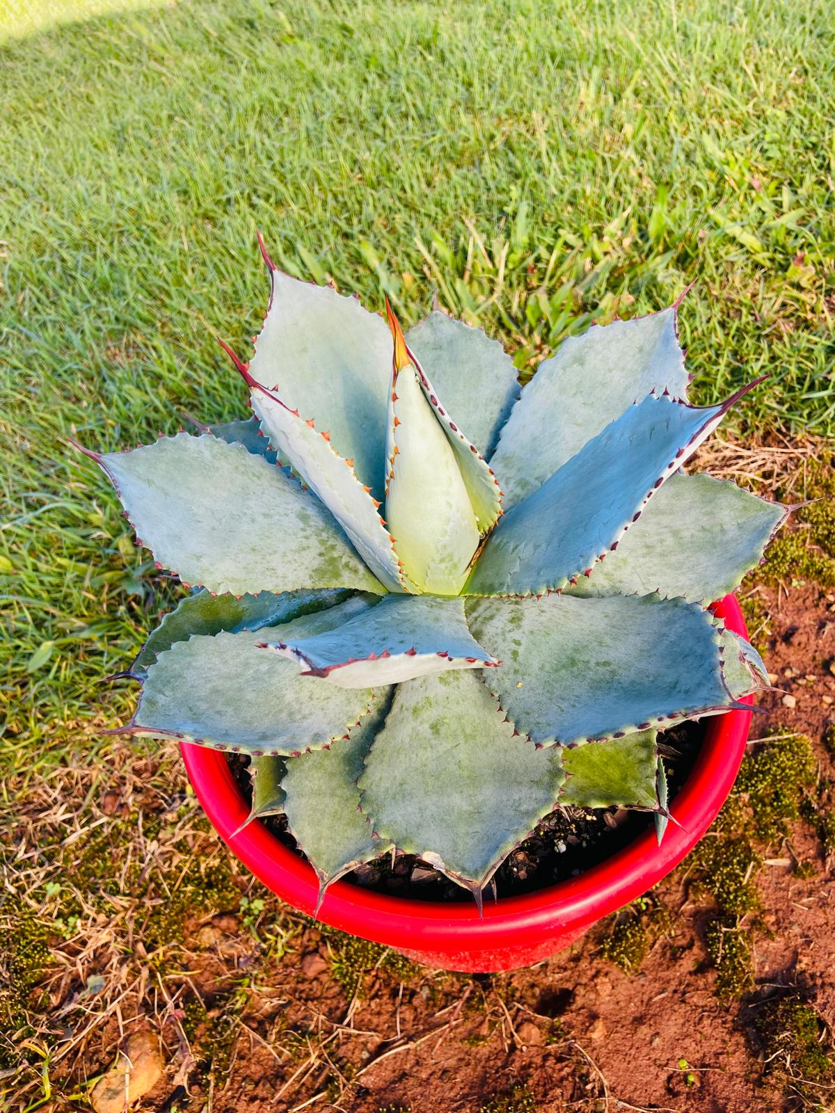 Compact Agave Dragon Toes plant forming a symmetrical rosette