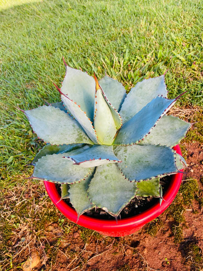 Compact Agave Dragon Toes plant forming a symmetrical rosette