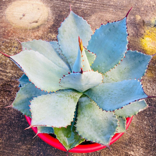 Agave Dragon Toes hybrid succulent with blue-green leaves and red edges