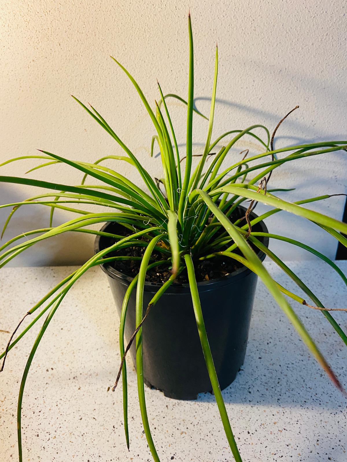 Agave geminiflora growing as an architectural feature plant