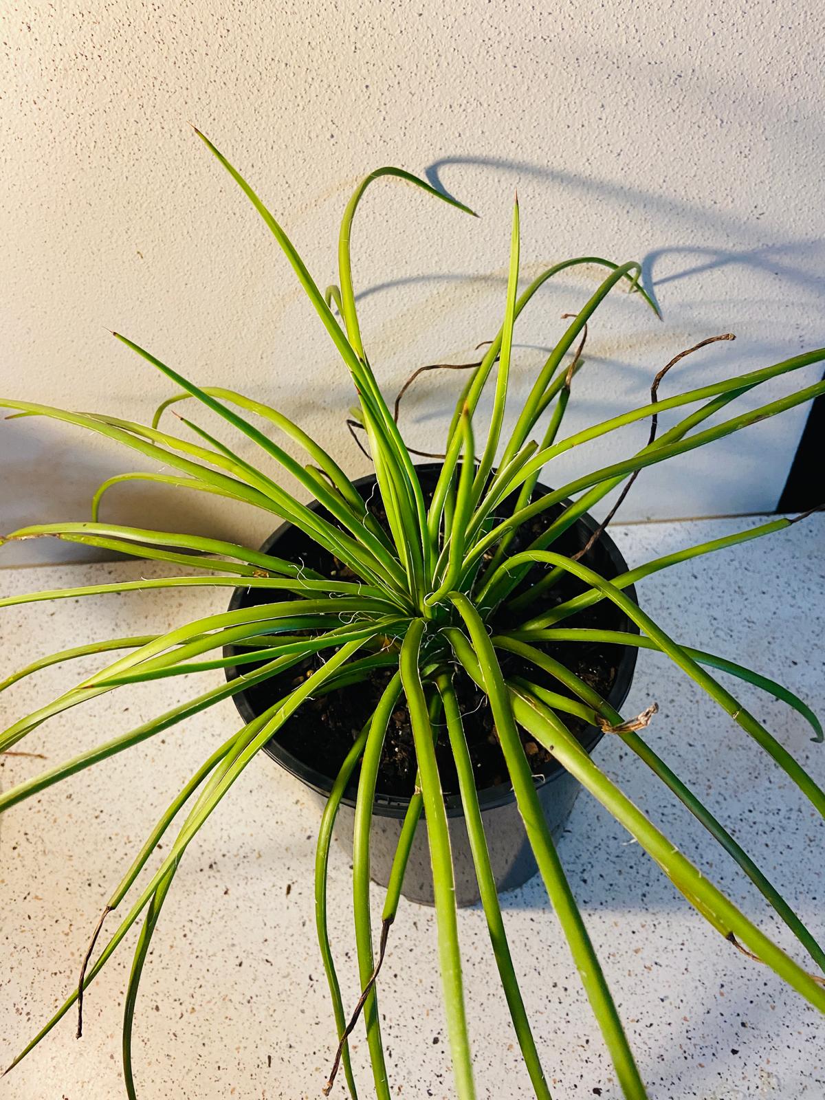 Agave geminiflora for sale Australia