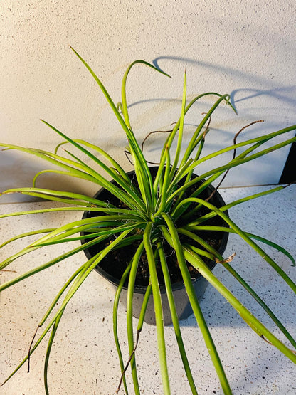 Agave geminiflora for sale Australia