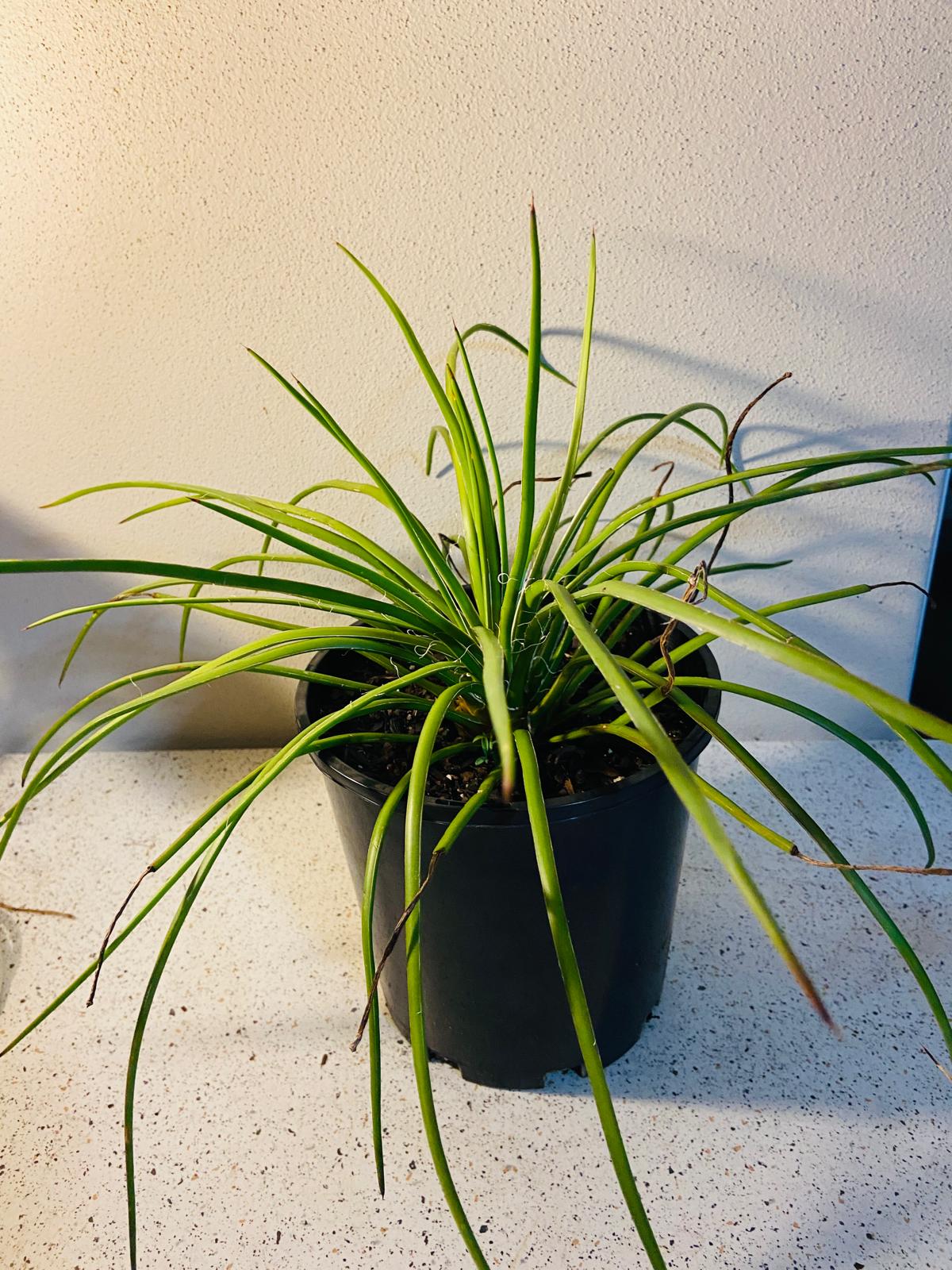 Fine narrow leaves of Agave geminiflora succulent