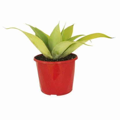 Close up of Agave Kara's Stripes cream and green striped foliage