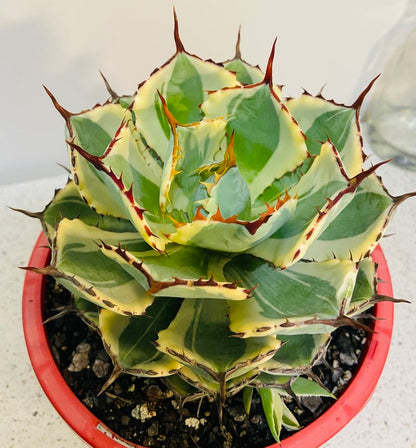 Agave Kissho Kan Variegated supplied in a 190mm nursery pot