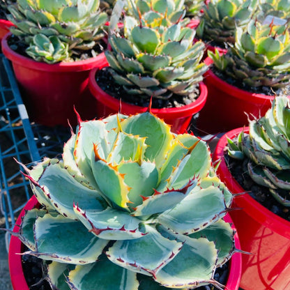 Close up of Agave Kissho Kan Variegated showing cream leaf margins