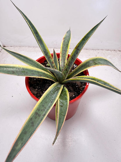 Agave Lemon Splice used as a feature succulent in an Australian garden