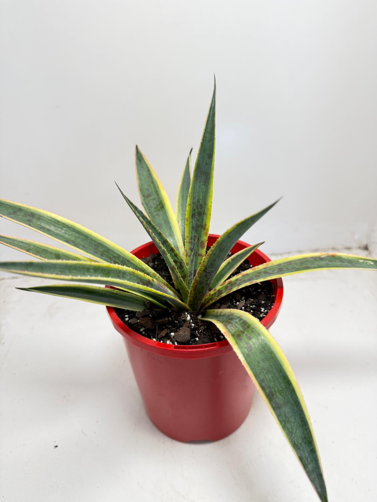 Close up of Agave Lemon Splice leaves with yellow and green variegation