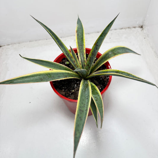 Agave Lemon Splice variegated succulent with lemon yellow and green leaves