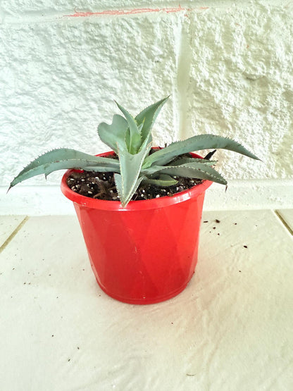 Agave ‘Lipstick’ succulent in a nursery pot
