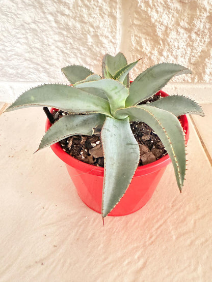 Close-up of the red-edged leaves of Agave ‘Lipstick’