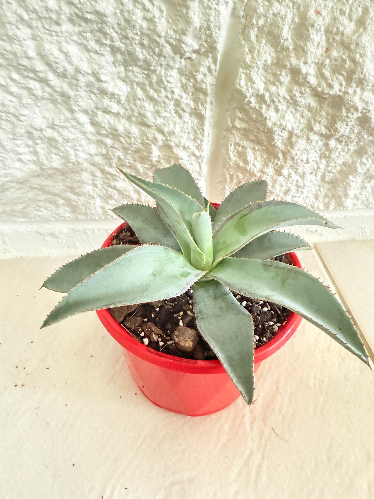 Agave ‘Lipstick’ showing its compact rosette form