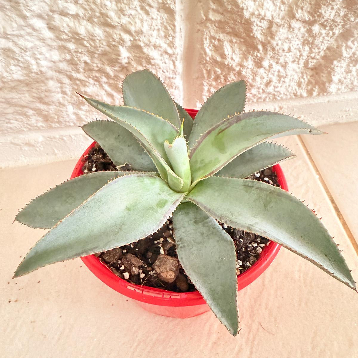 Agave ‘Lipstick’ succulent with red leaf margins