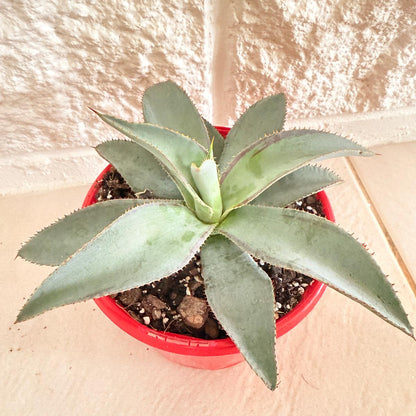 Agave ‘Lipstick’ succulent with red leaf margins