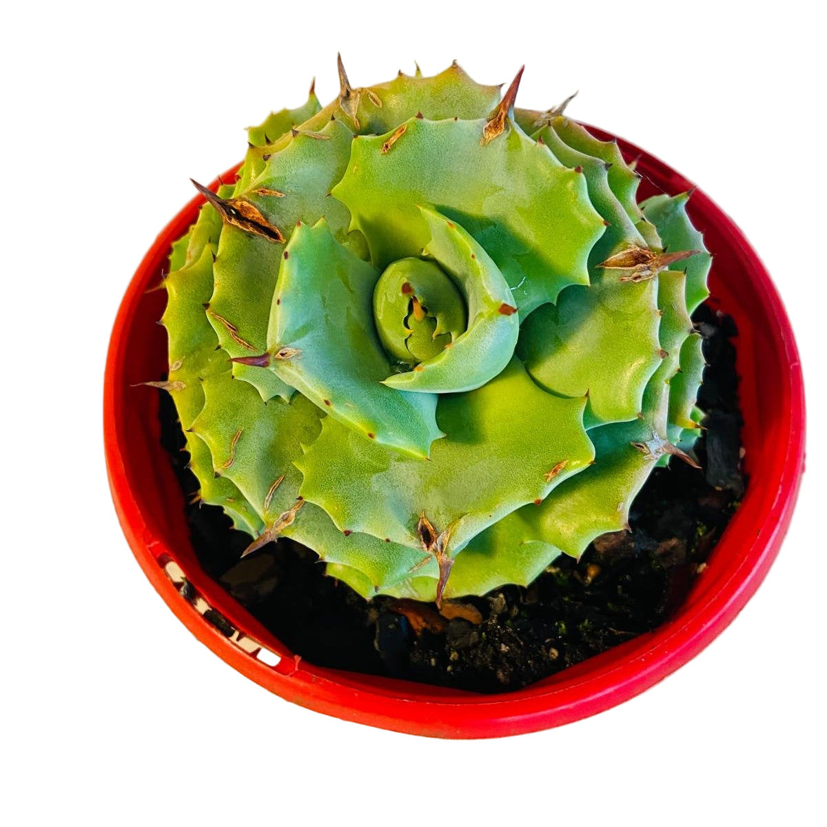Agave Verschaffeltii Minima 130mm My Store
