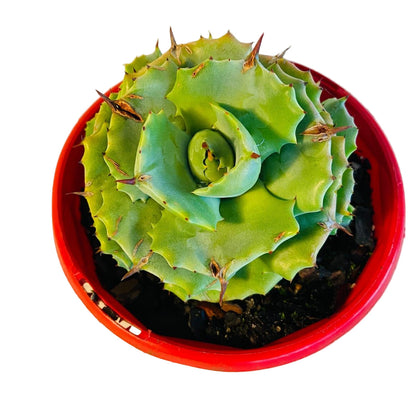 Agave Verschaffeltii Minima 130mm My Store