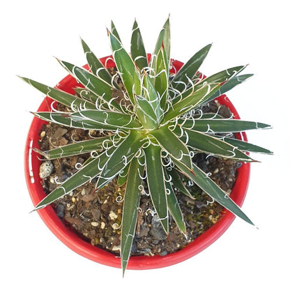 Agave parviflora Small Flower Agave with compact rosette
