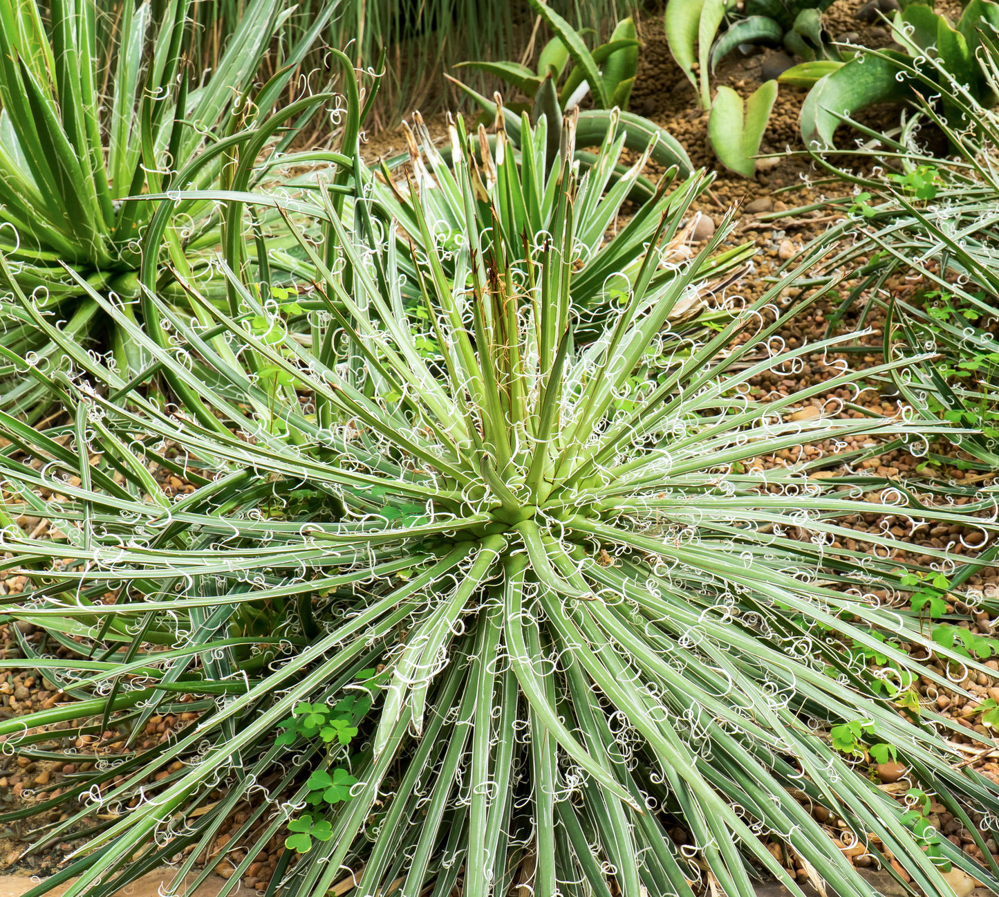 Agave parviflora Smallflower Century Plant with compact striped rosette