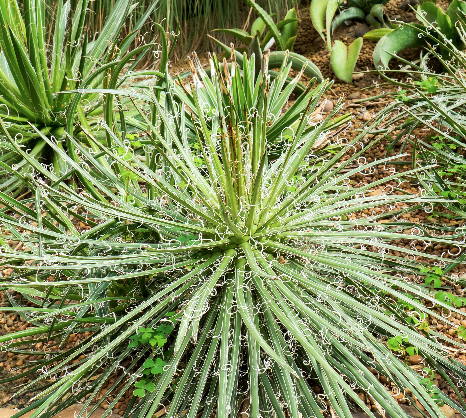 Agave parviflora Smallflower Century Plant with compact striped rosette