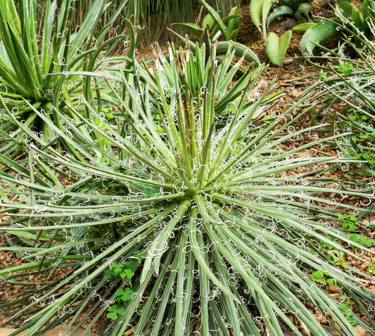 Agave parviflora Smallflower Century Plant with compact striped rosette