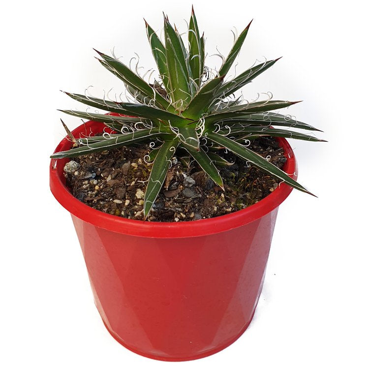 Agave parviflora succulent showing white leaf markings and fine curling fibres