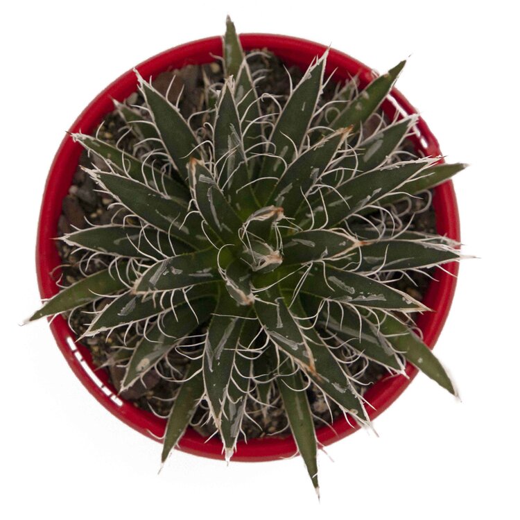 Santa Cruz Striped Agave with compact green rosette leaves (top view)