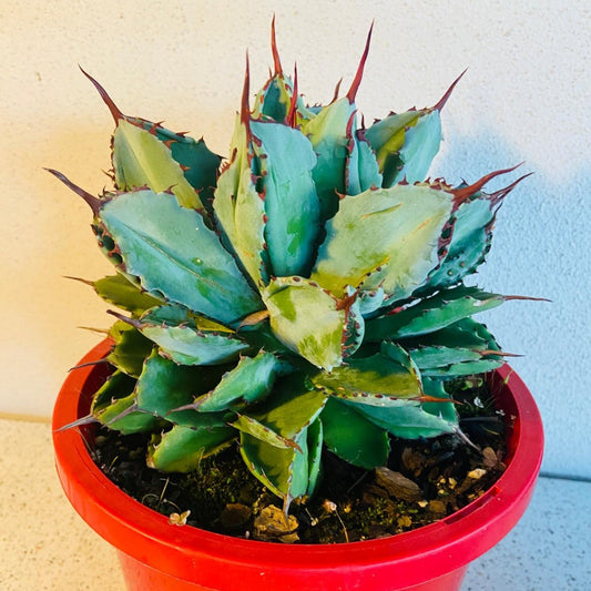 A rosette of Agave potatorum Cv.Cubic with fleshy, pointed leaves with sharp spines, housed in a red pot.