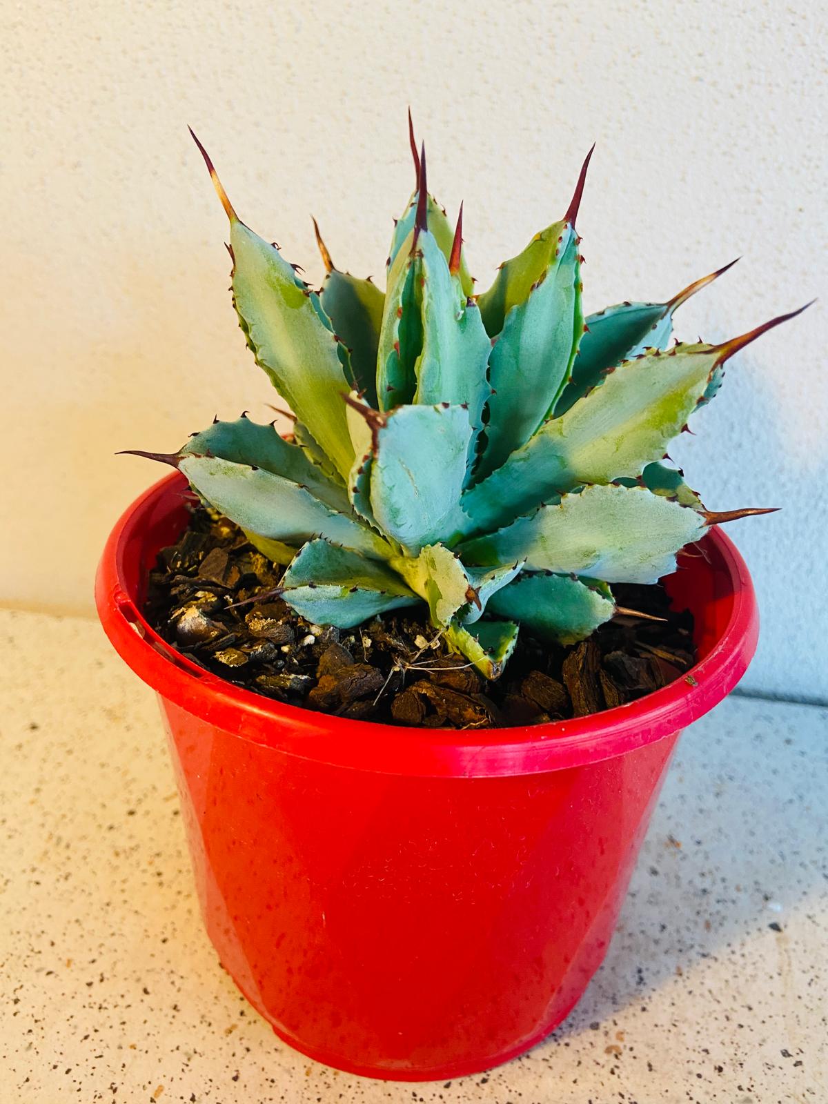 Close-up of the thick sculptural leaves that give Agave potatorum 'Cubic' its distinctive appearance.