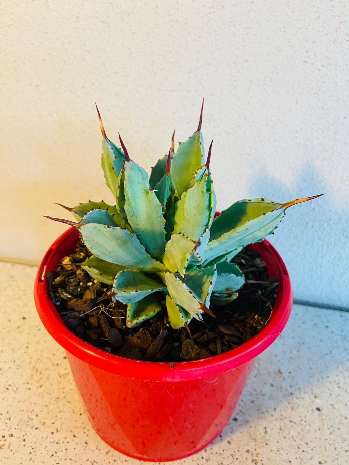 Agave potatorum 'Cubic' used as a striking feature plant in a drought-tolerant garden.