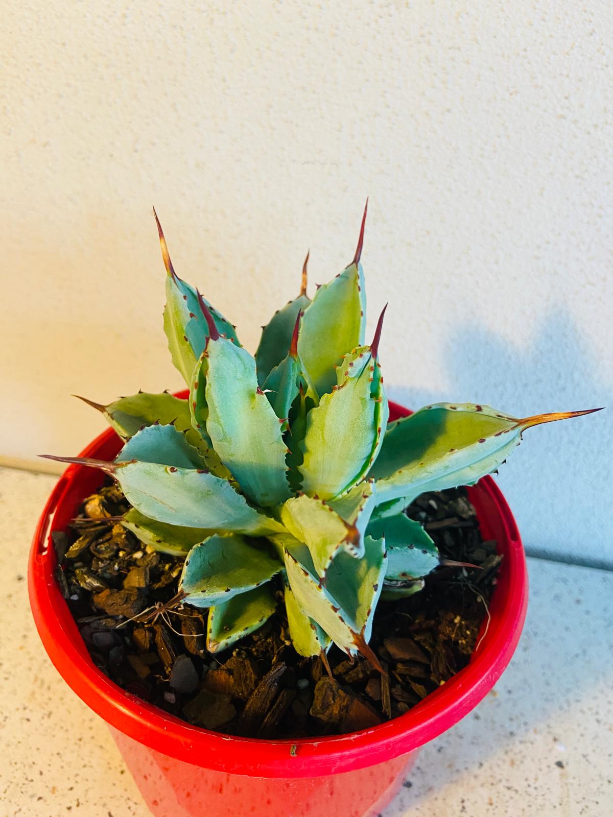Potted Agave potatorum 'Cubic' ideal for patios, courtyards, and decorative containers.