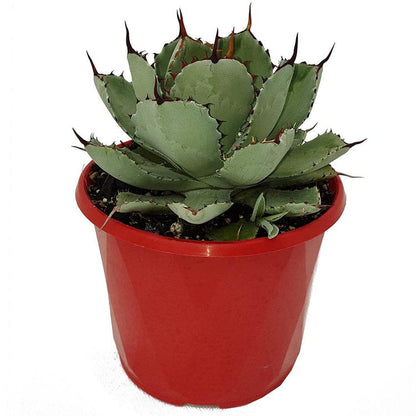 Agave potatorum Kichiokan for sale Australia