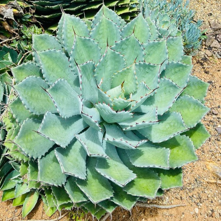 Agave potatorum Kichiokan in a 130mm nursery pot