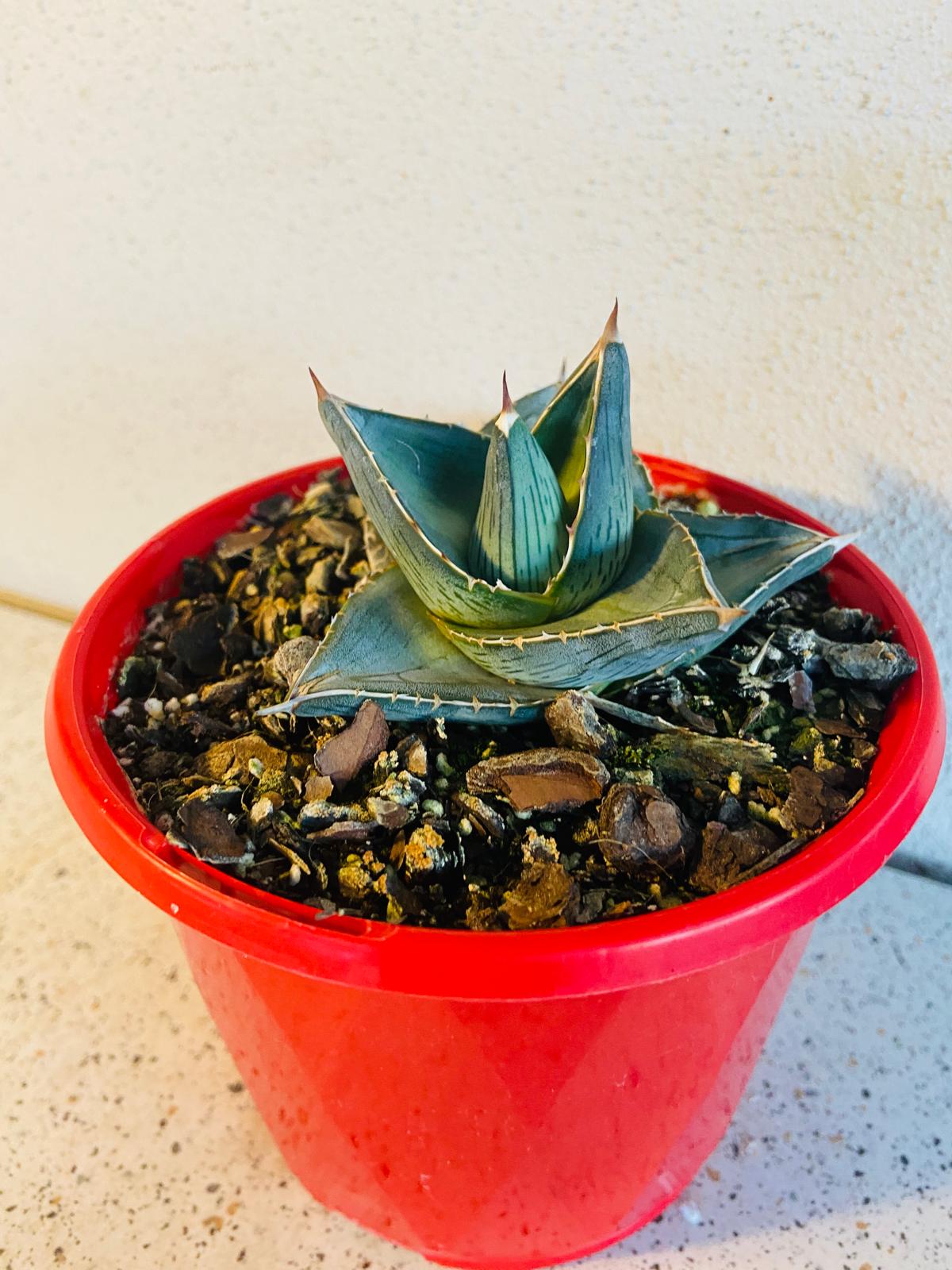Agave pumila supplied in a 130mm nursery container