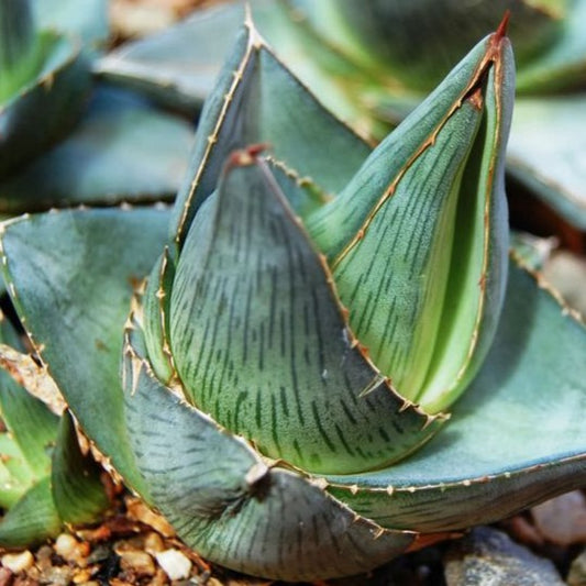 Agave pumila with compact blue-green rosette and white leaf markings