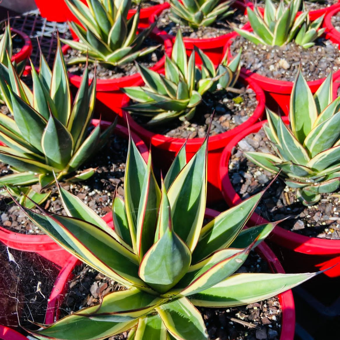 Agave Snow Glow variegated succulent in a 190mm nursery pot