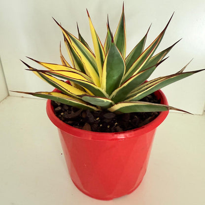 Agave Snow Glow for sale in Australia growing in a garden