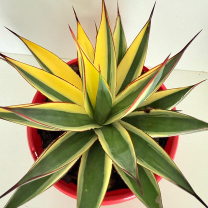 Close-up of Agave Snow Glow variegated foliage