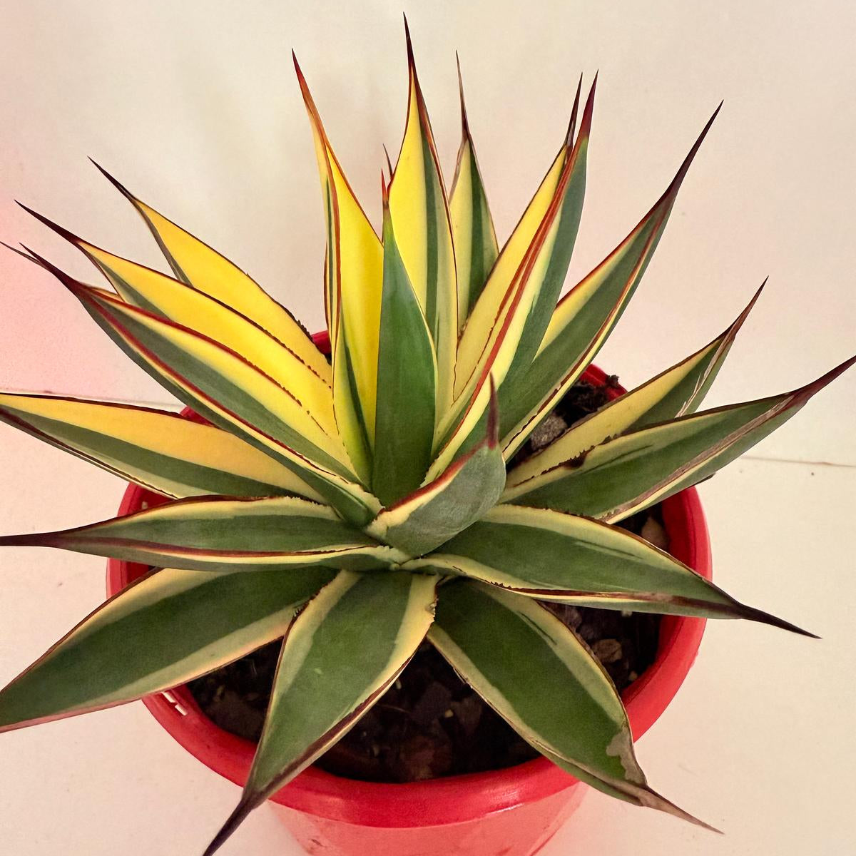 Symmetrical rosette of Agave Snow Glow succulent