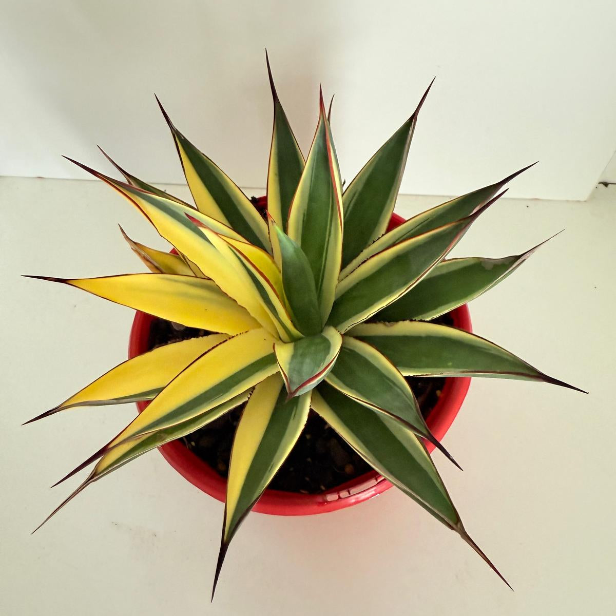 Cream and green variegated leaves of Agave Snow Glow