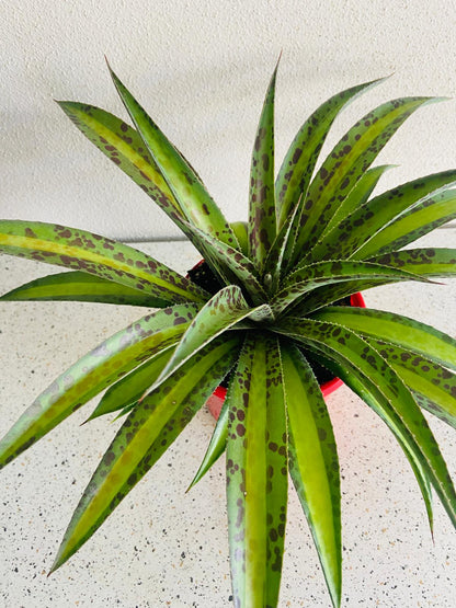 Sculptural Agave 'Summer Splice' displaying a symmetrical rosette and bold architectural form.