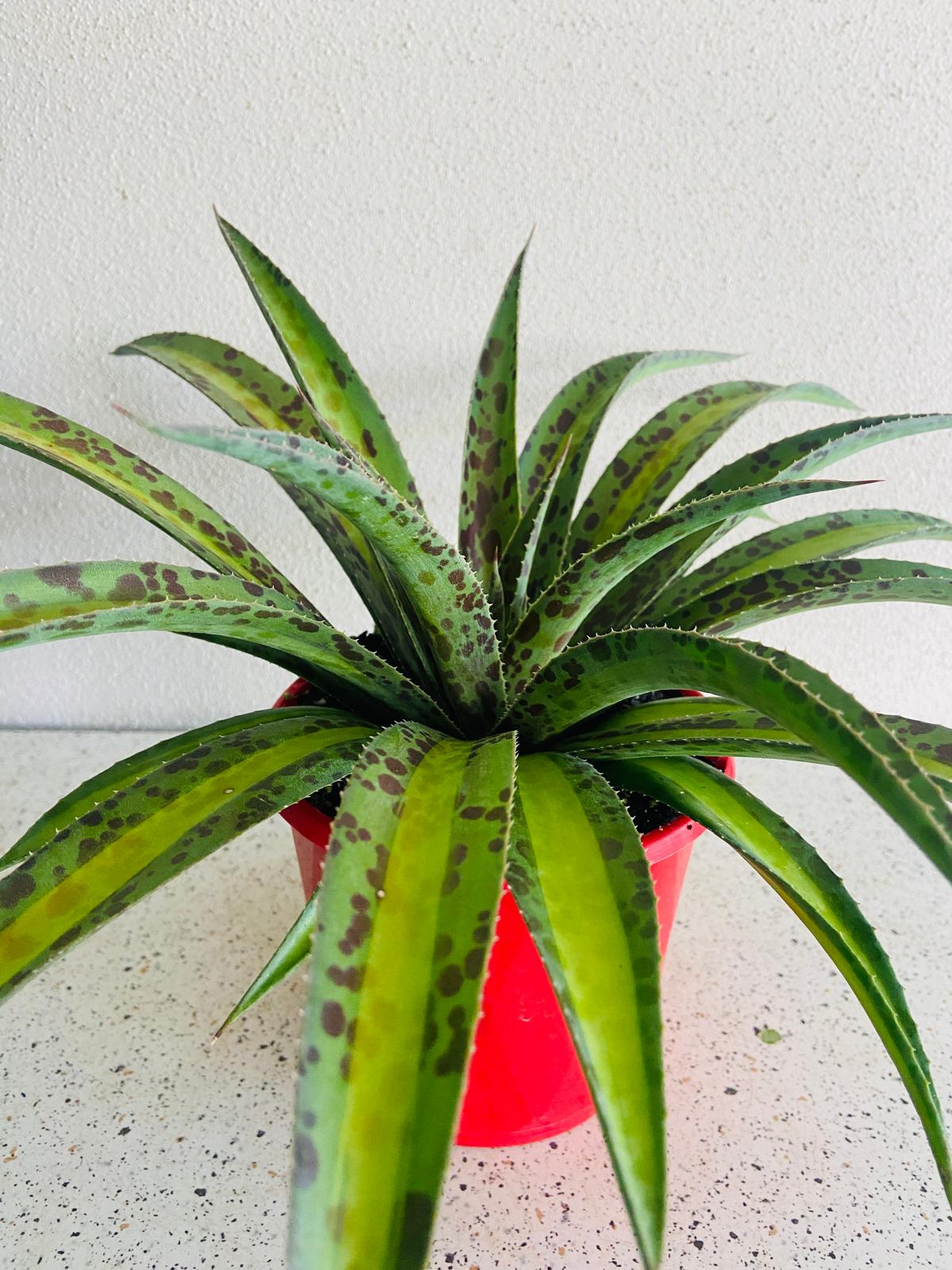 Agave 'Summer Splice' growing in a nursery pot with colourful variegated foliage.
