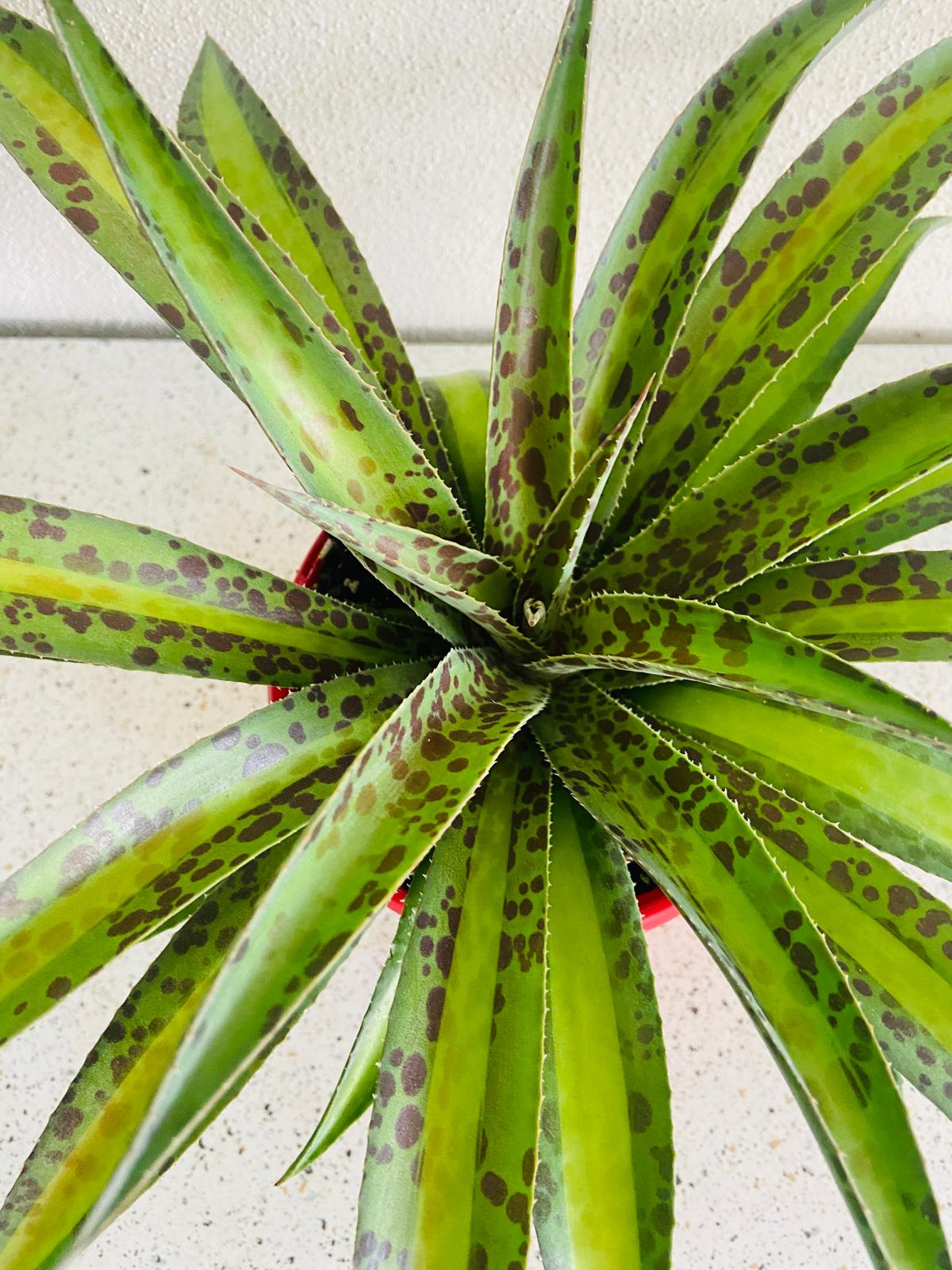 Potted Agave 'Summer Splice' ideal for patios, courtyards, and sunny outdoor spaces.