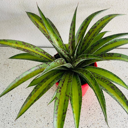 A variegated Agave 'Summer Splice' plant with green leaves and creamy-yellow margins, edged with reddish-brown teeth, in a red pot.
