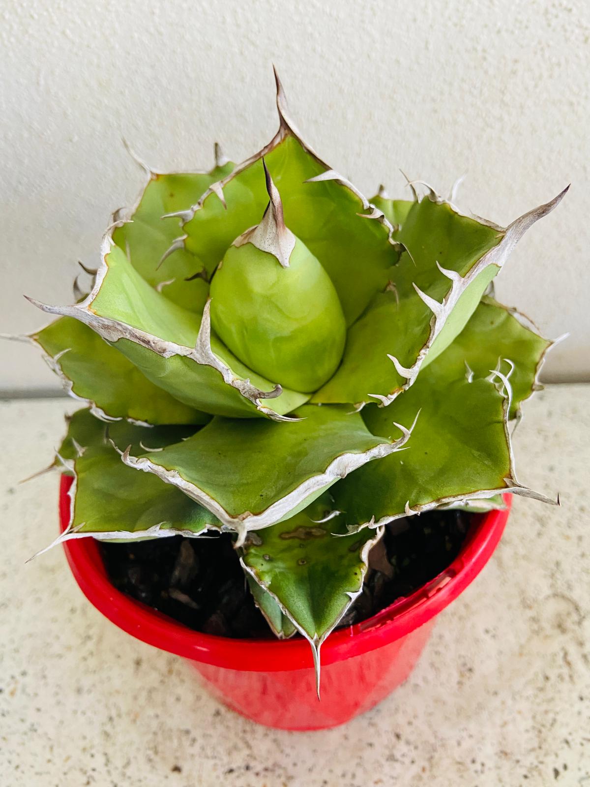 Agave titanota supplied in a 130mm nursery pot