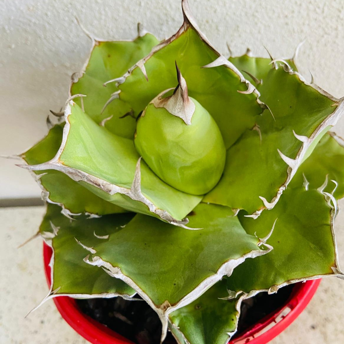 Close up of Agave titanota showing thick leaves and dramatic leaf margins