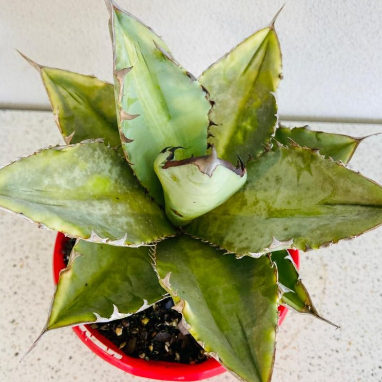 Agave titanota Silver growing in a 130mm nursery pot